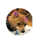 かわいい柴犬若者言葉（個別スタンプ：18）