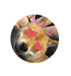 かわいい柴犬若者言葉（個別スタンプ：19）