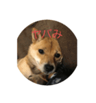 かわいい柴犬若者言葉（個別スタンプ：20）