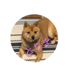 かわいい柴犬若者言葉（個別スタンプ：21）