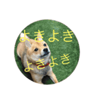 かわいい柴犬若者言葉（個別スタンプ：22）
