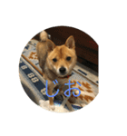 かわいい柴犬若者言葉（個別スタンプ：23）