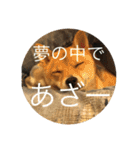 かわいい柴犬若者言葉（個別スタンプ：24）