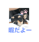 くりきんとんのスタンプ（個別スタンプ：3）