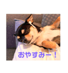 くりきんとんのスタンプ（個別スタンプ：8）