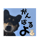 コロは毎日元気だ〜〜〜！（個別スタンプ：1）