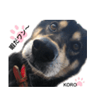 コロは毎日元気だ〜〜〜！（個別スタンプ：11）