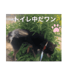 コロは毎日元気だ〜〜〜！（個別スタンプ：20）