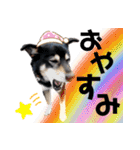 コロは毎日元気だ〜〜〜！（個別スタンプ：24）