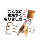 コロは毎日元気だ〜〜〜！（個別スタンプ：30）