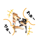 コロは毎日元気だ〜〜〜！（個別スタンプ：33）
