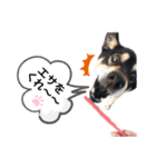 コロは毎日元気だ〜〜〜！（個別スタンプ：35）