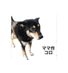 コロは毎日元気だ〜〜〜！（個別スタンプ：37）
