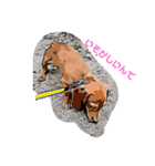 犬Dachshund（個別スタンプ：1）