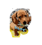 犬Dachshund（個別スタンプ：2）
