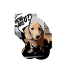 犬Dachshund（個別スタンプ：4）