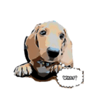 犬Dachshund（個別スタンプ：5）