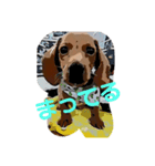 犬Dachshund（個別スタンプ：8）