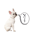 フレブルふぅちゃん その1（個別スタンプ：1）