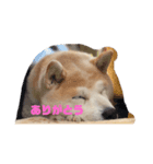 ぽおちゃん（個別スタンプ：7）