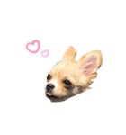 チワワのちくわちゃん（個別スタンプ：3）