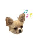 チワワのちくわちゃん（個別スタンプ：5）