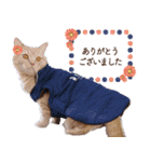 ブリショー シナモン店長の接客用スタンプ（個別スタンプ：2）