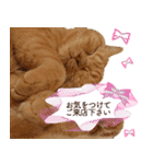 ブリショー シナモン店長の接客用スタンプ（個別スタンプ：4）