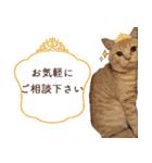ブリショー シナモン店長の接客用スタンプ（個別スタンプ：11）