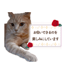 ブリショー シナモン店長の接客用スタンプ（個別スタンプ：13）