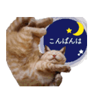 ブリショー シナモン店長の接客用スタンプ（個別スタンプ：16）