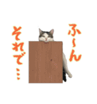 ネコのあーちょ Vol.2（個別スタンプ：20）