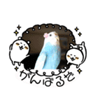 ♀こじろー5（個別スタンプ：12）