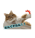 変顔猫かのえ（個別スタンプ：2）