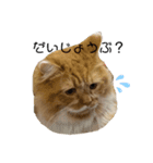 変顔猫かのえ（個別スタンプ：3）