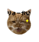 変顔猫かのえ（個別スタンプ：5）