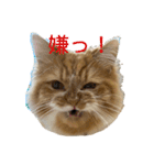 変顔猫かのえ（個別スタンプ：6）