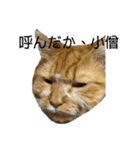 変顔猫かのえ（個別スタンプ：8）