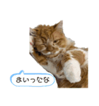 変顔猫かのえ（個別スタンプ：9）