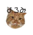 変顔猫かのえ（個別スタンプ：10）