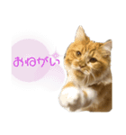 変顔猫かのえ（個別スタンプ：11）