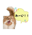 変顔猫かのえ（個別スタンプ：13）