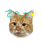 変顔猫かのえ（個別スタンプ：14）