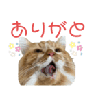 変顔猫かのえ（個別スタンプ：16）