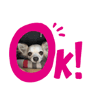 あんころの日常（個別スタンプ：2）