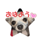 あんころの日常（個別スタンプ：6）
