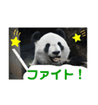 パンダでこんにちは2（個別スタンプ：3）