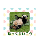 パンダでこんにちは2（個別スタンプ：5）