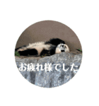 パンダでこんにちは2（個別スタンプ：7）
