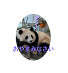 パンダでこんにちは2（個別スタンプ：8）